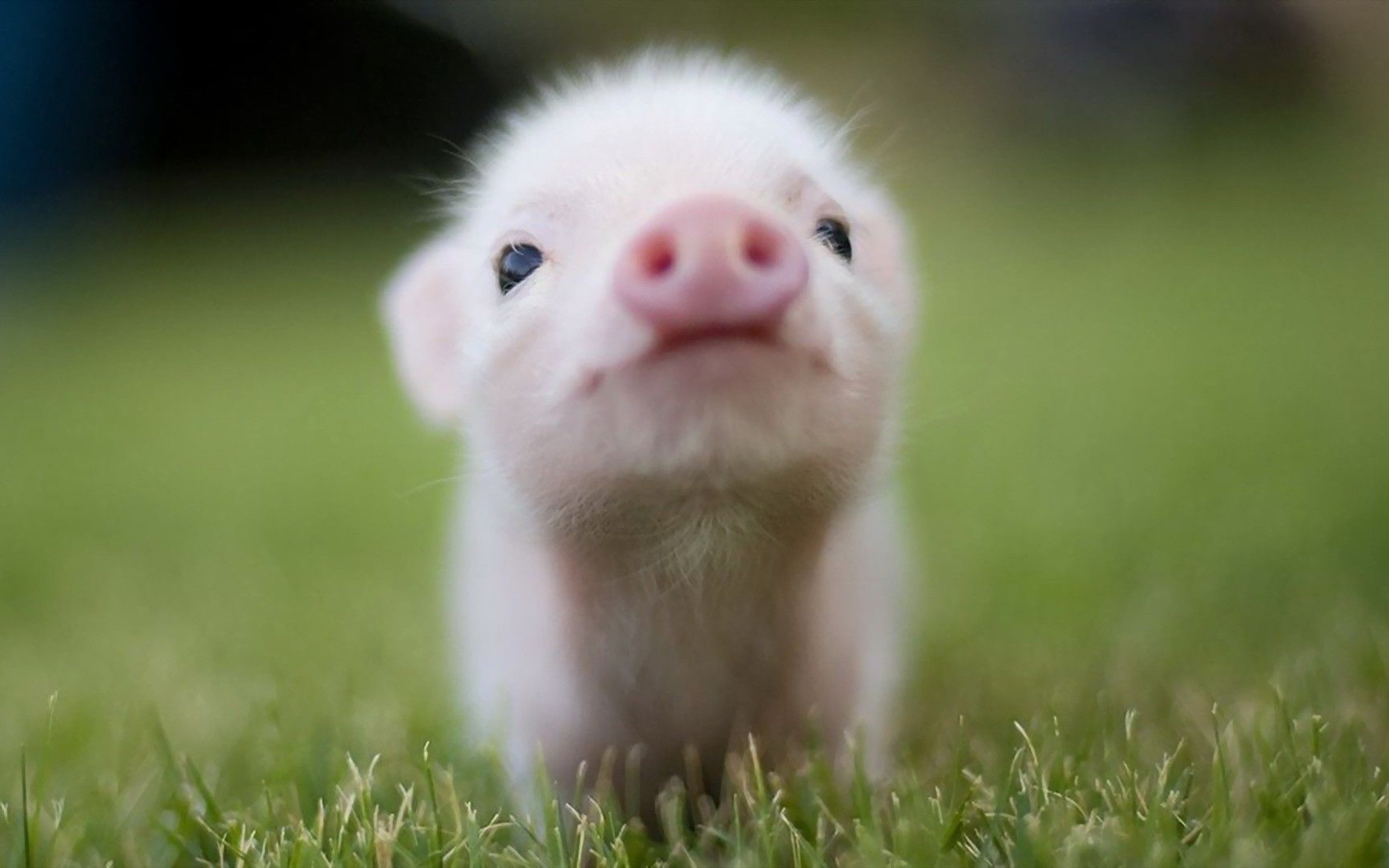 Little Piggy Little Piggy