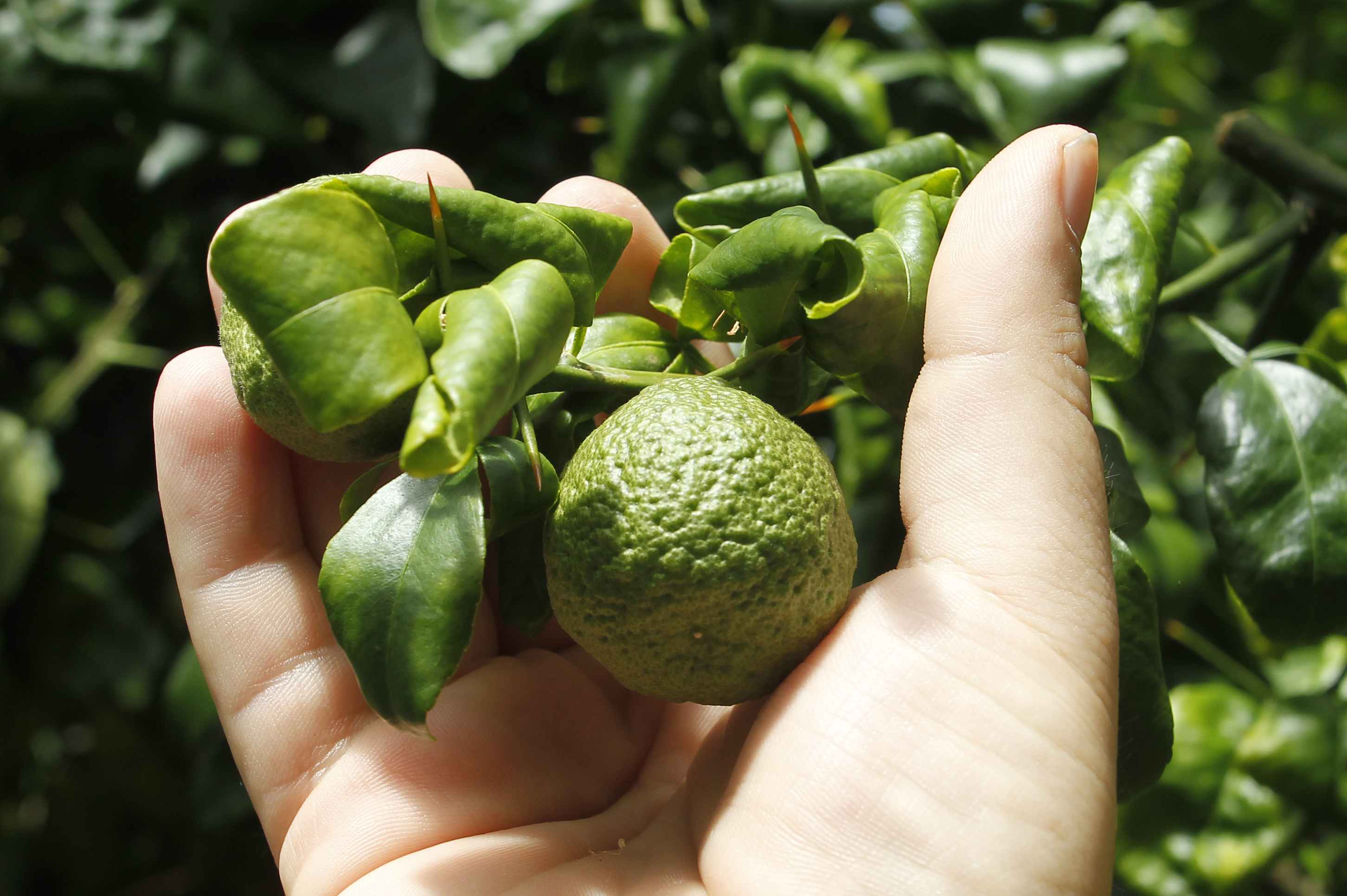 Citrus greening