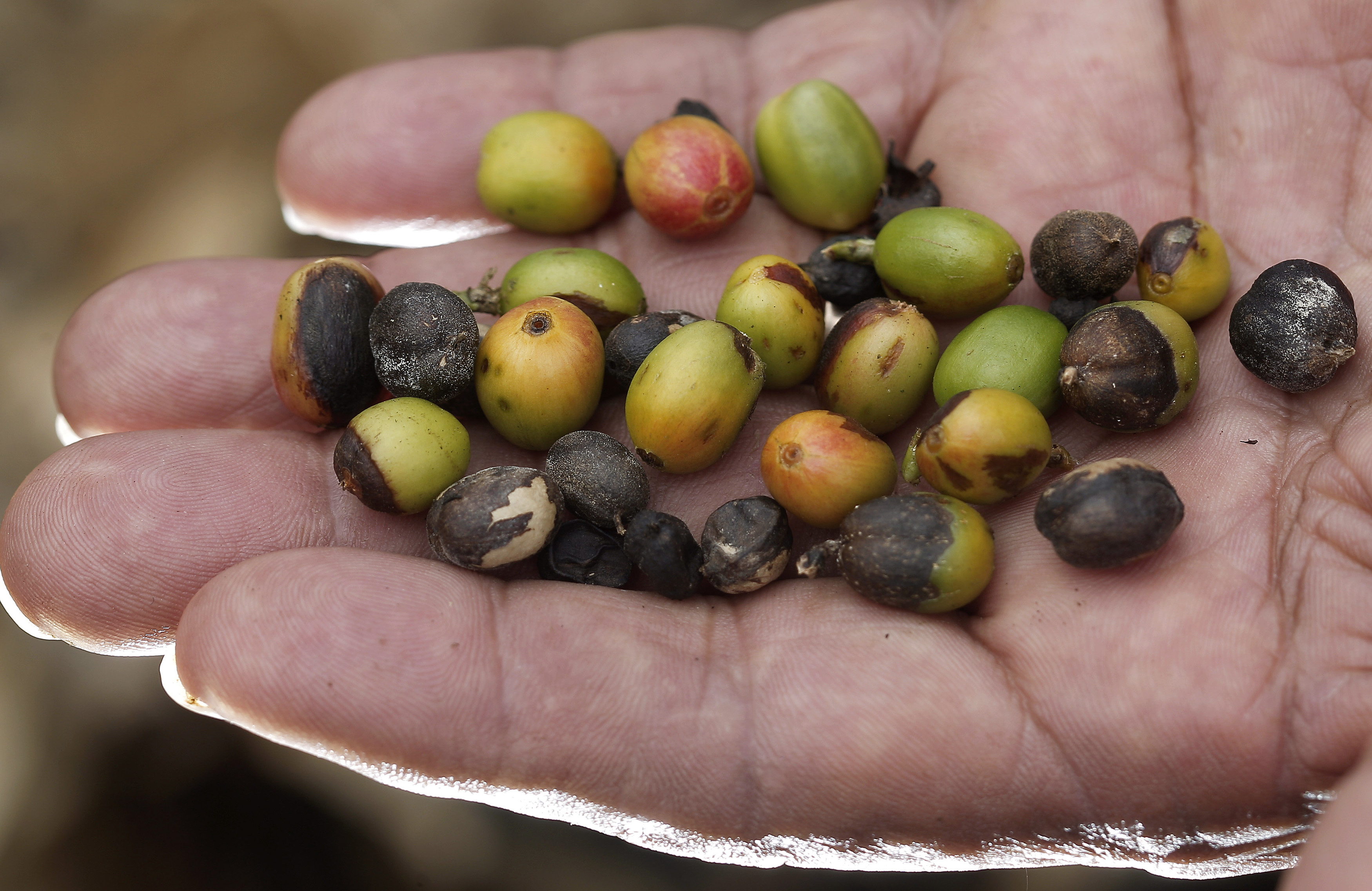 Coffee Fungus