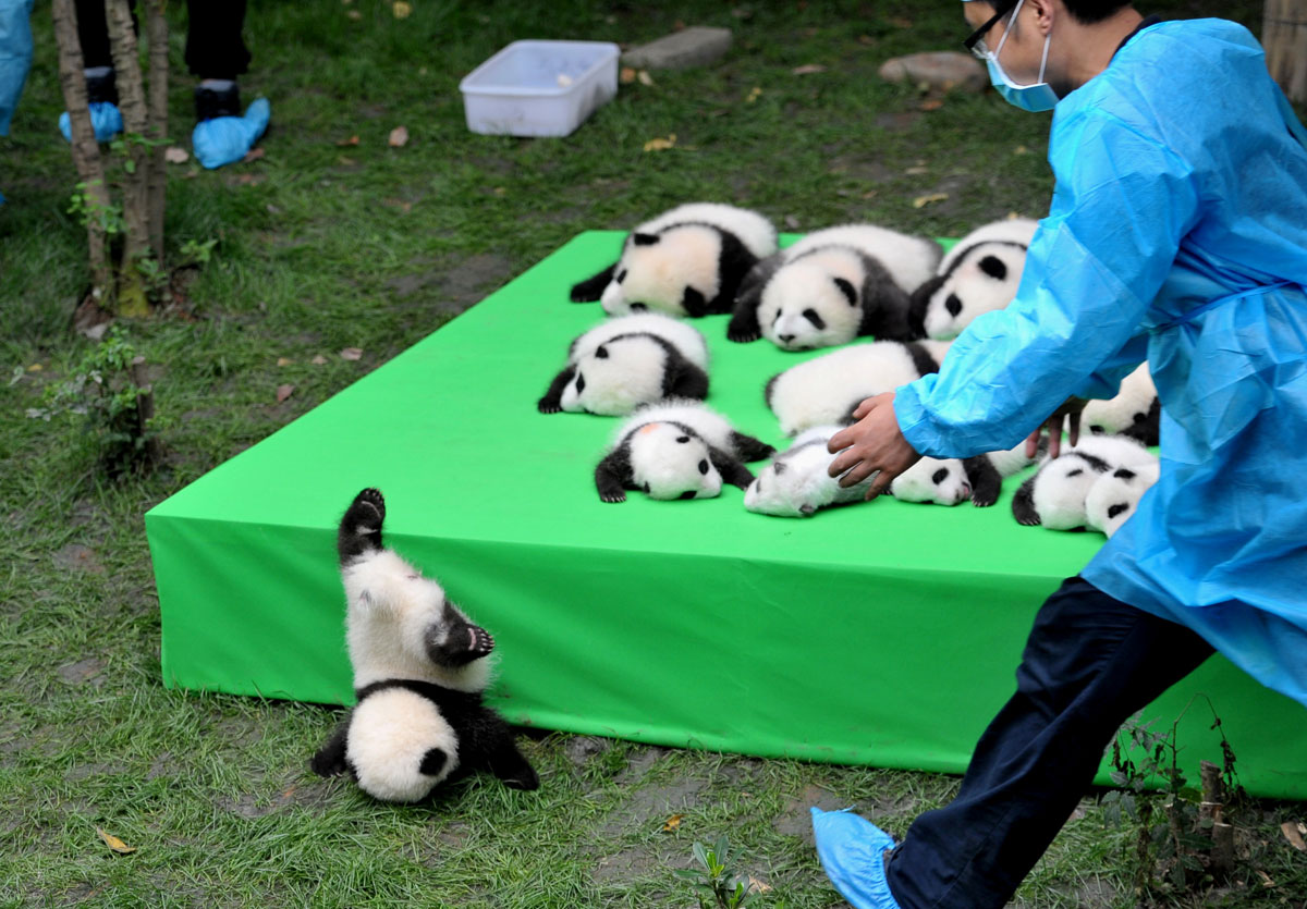 A giant panda cub falls from the stage while 23 giant pandas born in 2016 are seen on a display at the Chengdu Research Base of Giant Panda Breeding in Chengdu