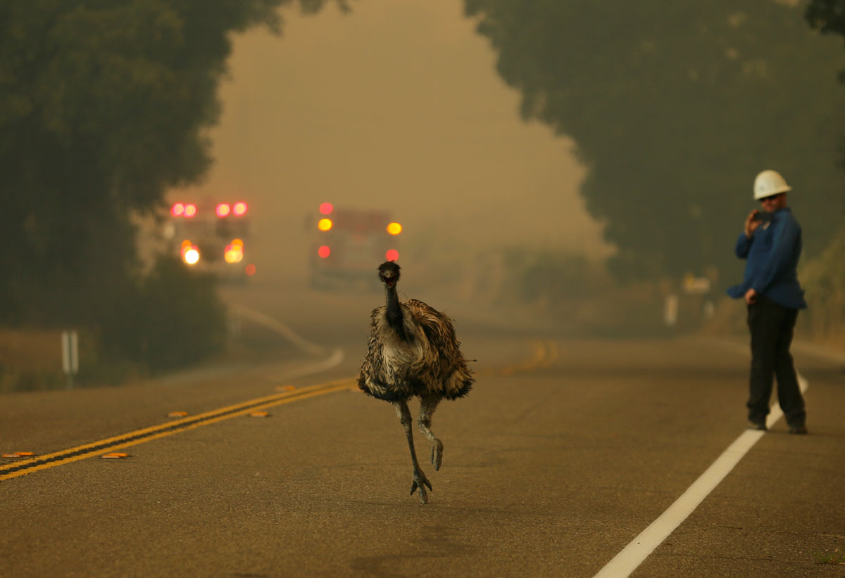 An emu runs to escape an approaching wildfire as it burns near Potrero, California