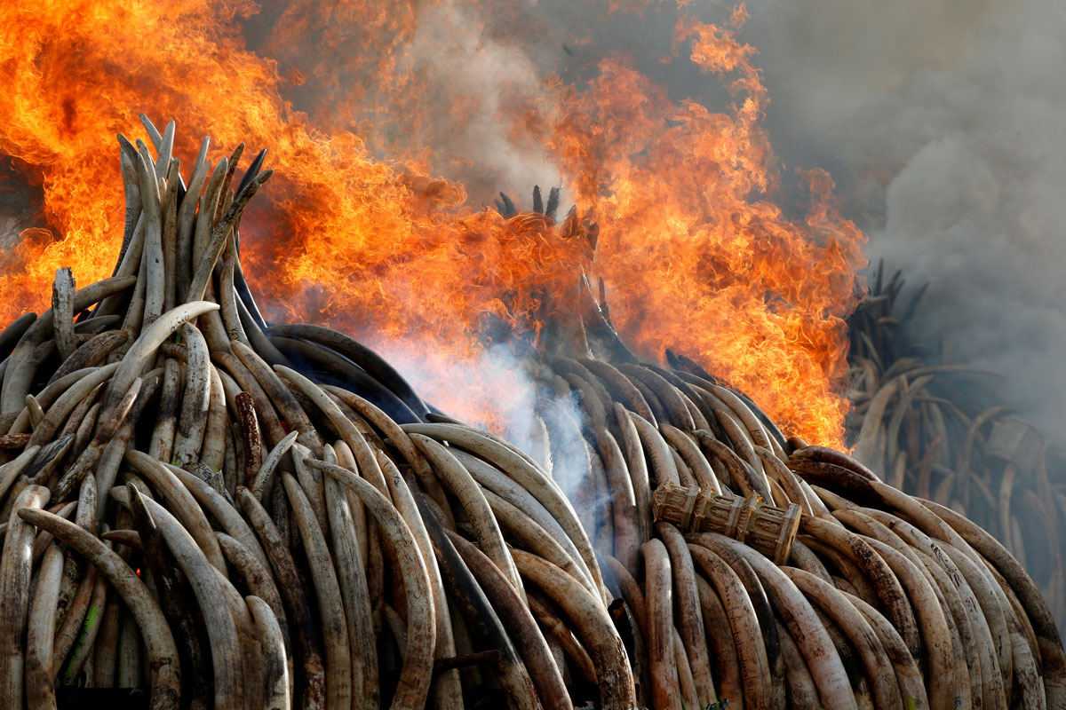 Fire burns part of an estimated 105 tonnes of ivory and a tonne of rhino horn confiscated from smugglers and poachers at the Nairobi National Park near Nairobi