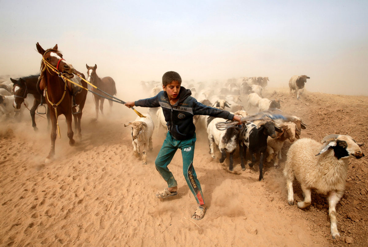 A displaced Iraqi boy leads his animals to safety after escaping from Islamic State controlled village of Abu Jarboa during clashes with IS militants near Mosul