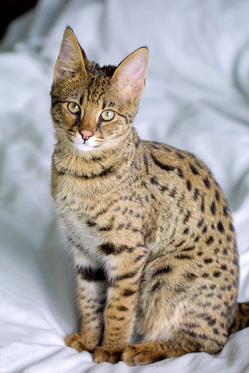 A Savannah Cat - $12,000-$35,000