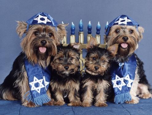 Bark Mitzvahs