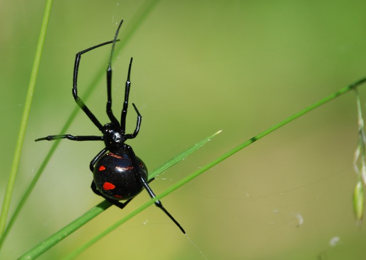 Black Widow Spider