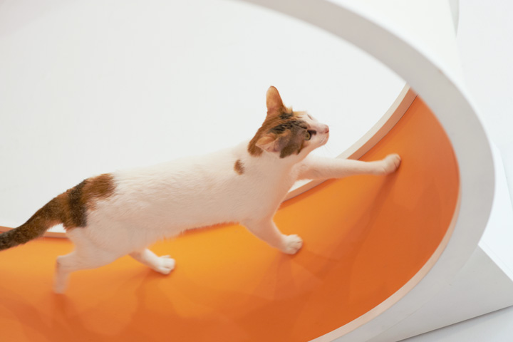 Cat Wheel Treadmill - $699