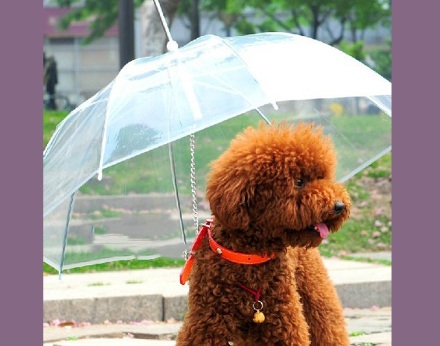 Pet Umbrella - $16