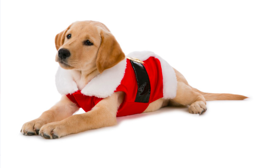 Holiday Plush Dog Santa Suit - $19.99