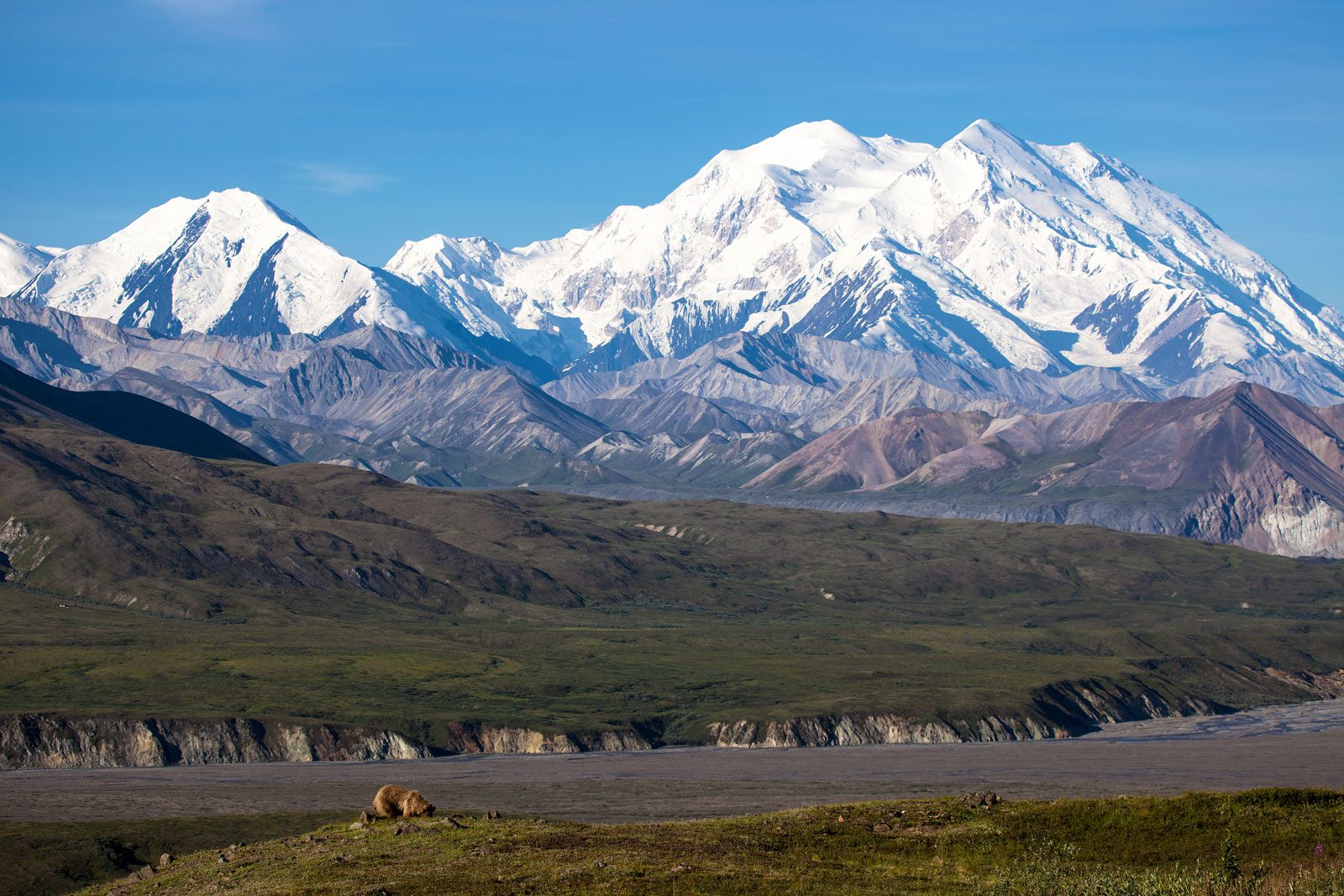 Bear Digging in Denali National Park