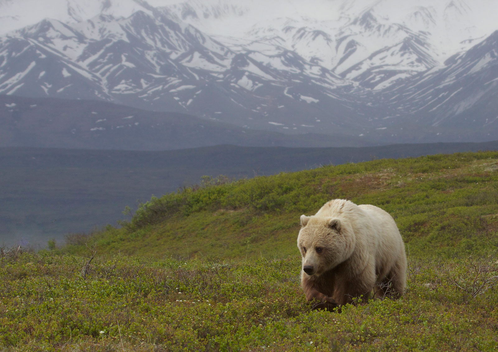 Grizzly Bear (Ursus arctos ssp.)