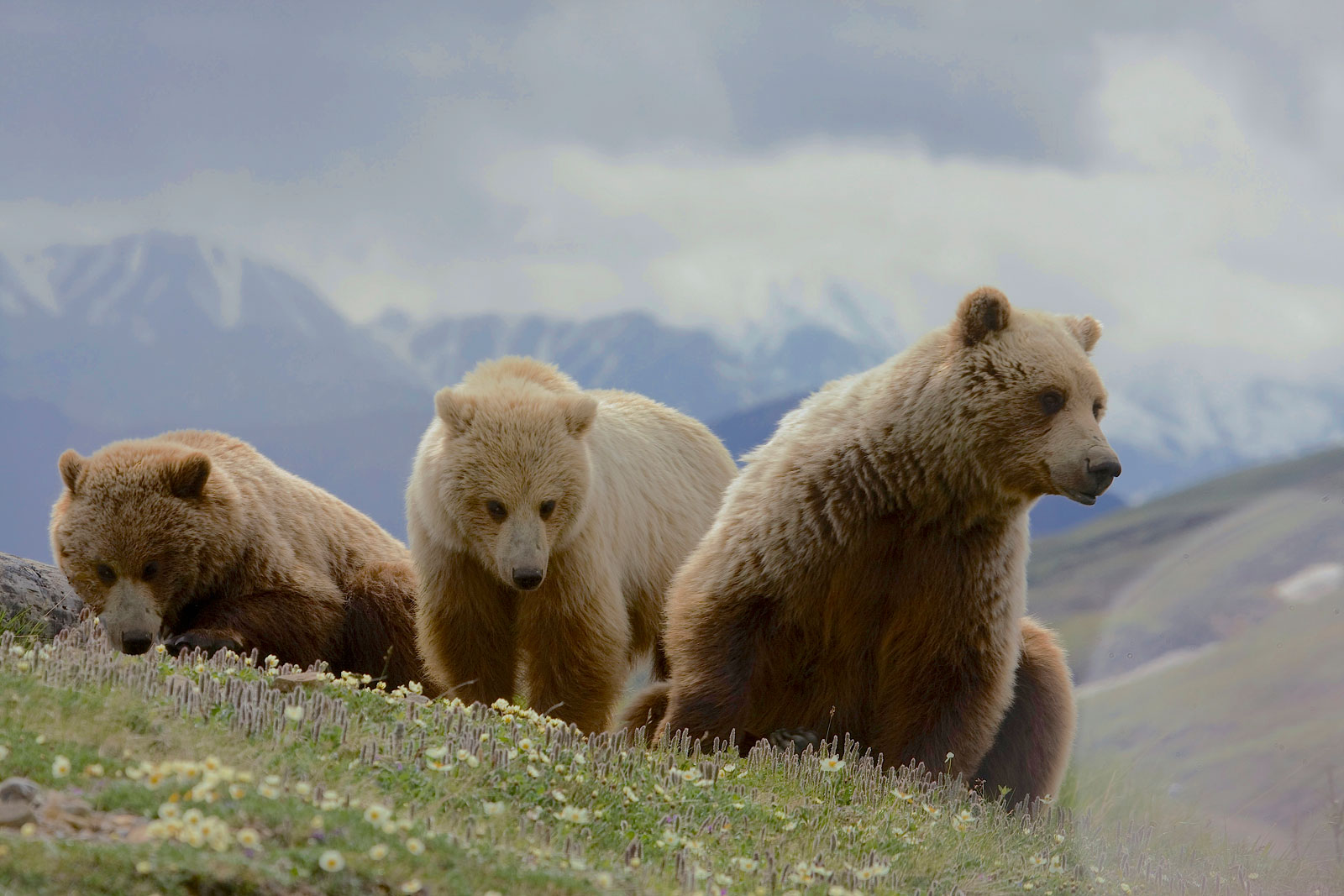 Grizzly Bears (Ursus arctos ssp.)