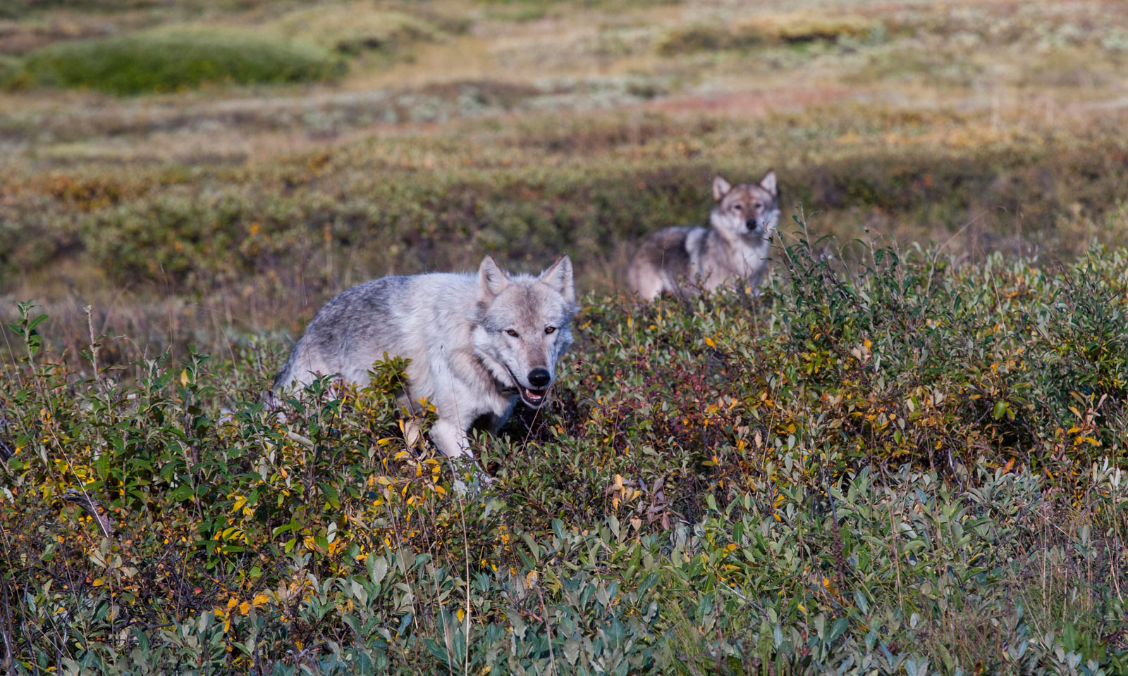 Wolves in Denali National Park