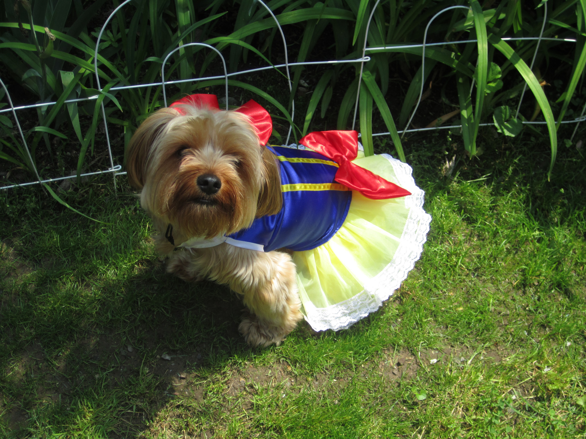 “Patternmaking for Dog Garments”