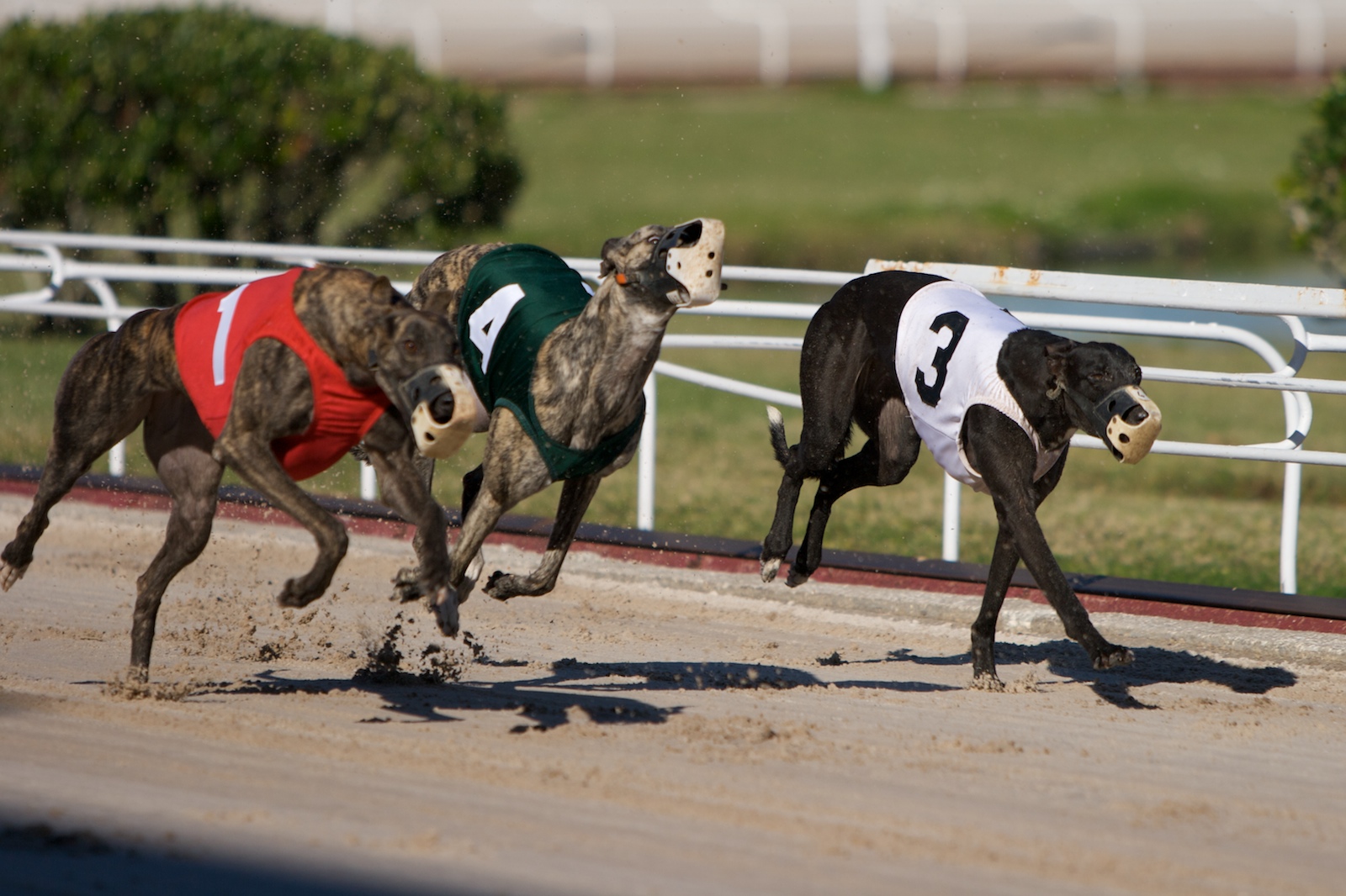 Dog Racing