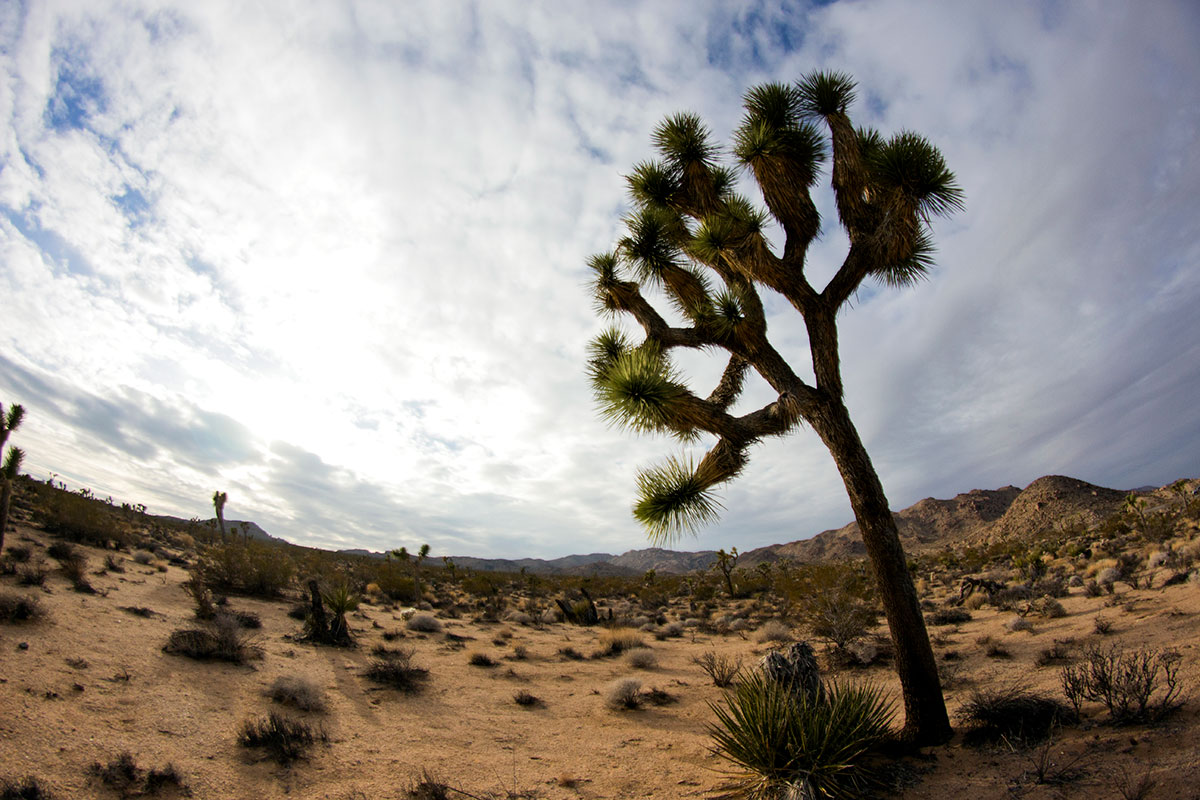 Joshua Tree