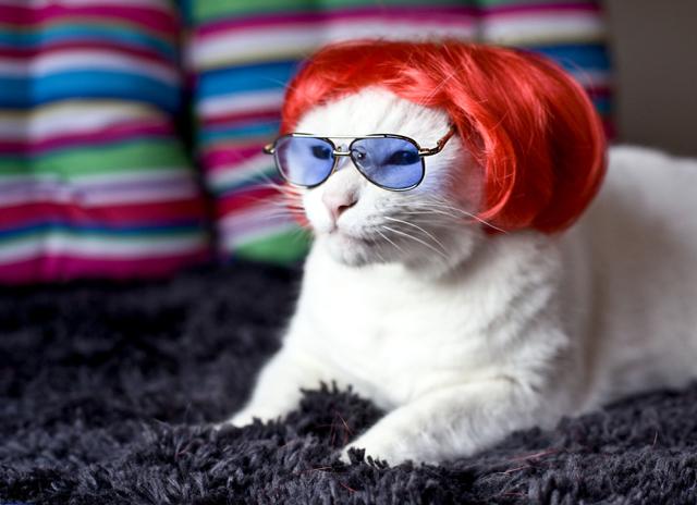 Cat Wigs