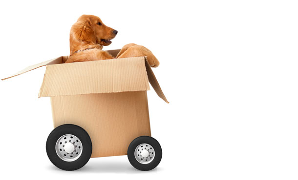 Pet Moving