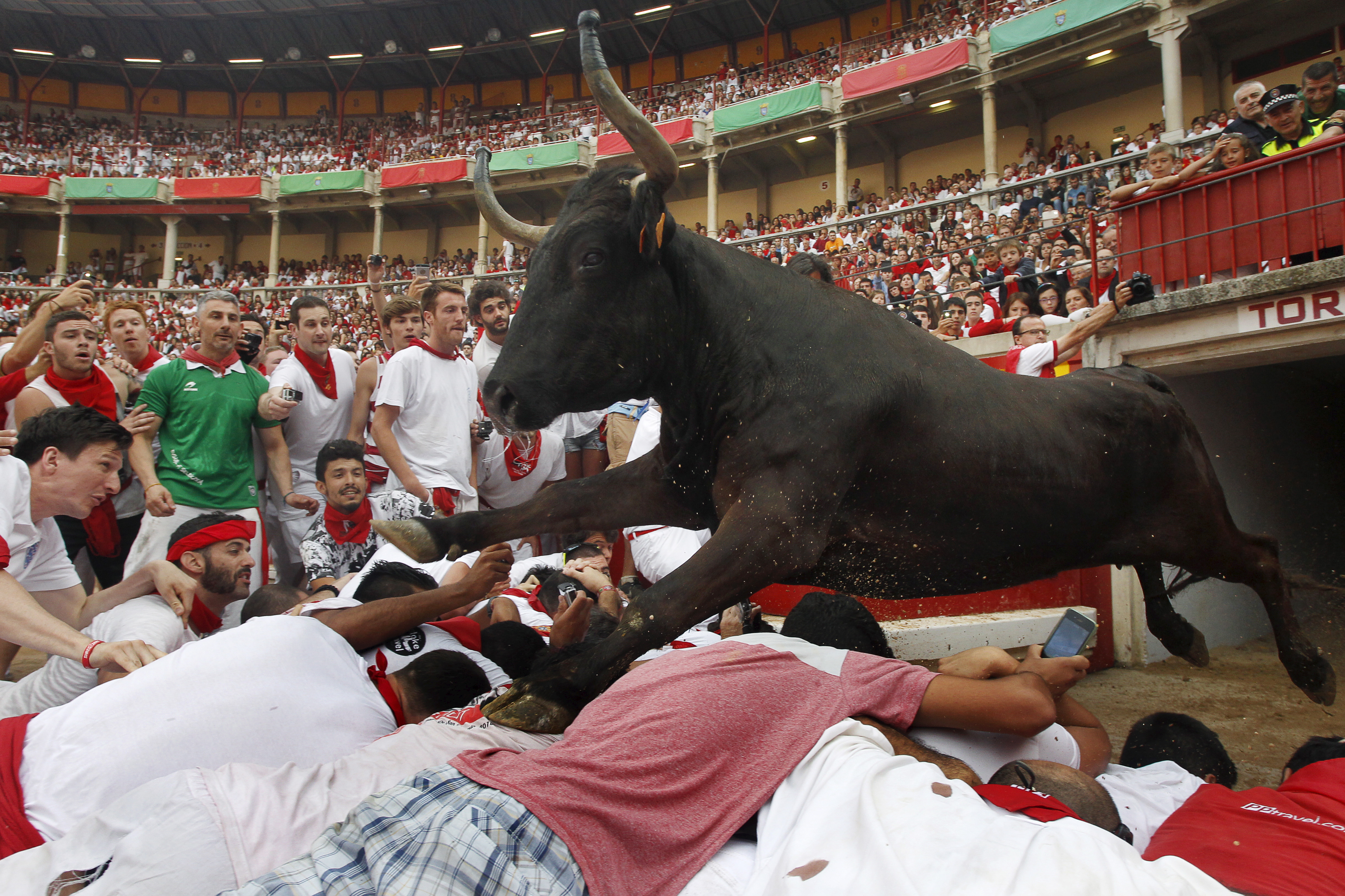 A wild cow leaps over revellers into the bull ring after the second running of the bulls of the San Fermin festival in Pamplona