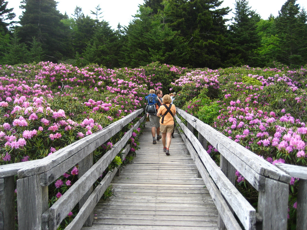 Roan Mountain, Tennessee