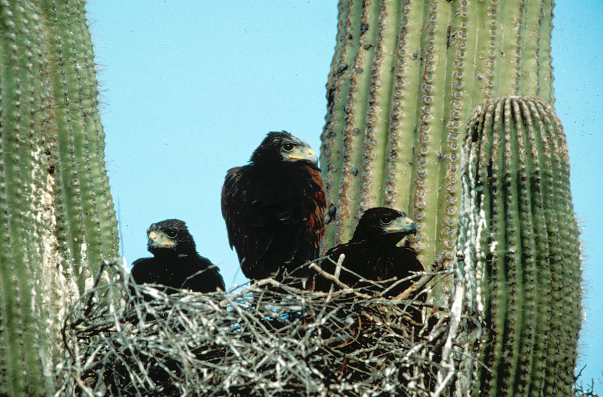 Saguaro