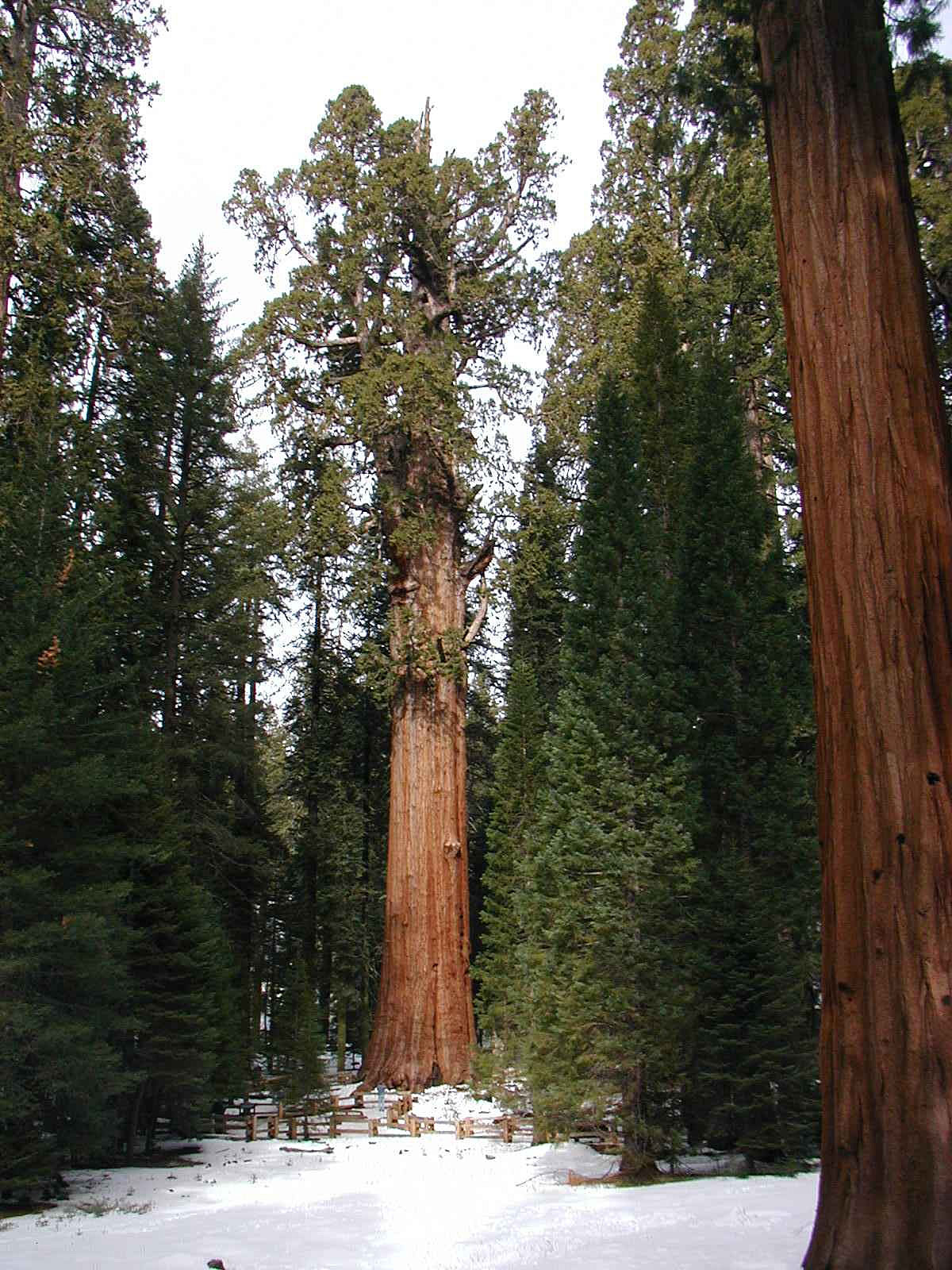 Sequoia