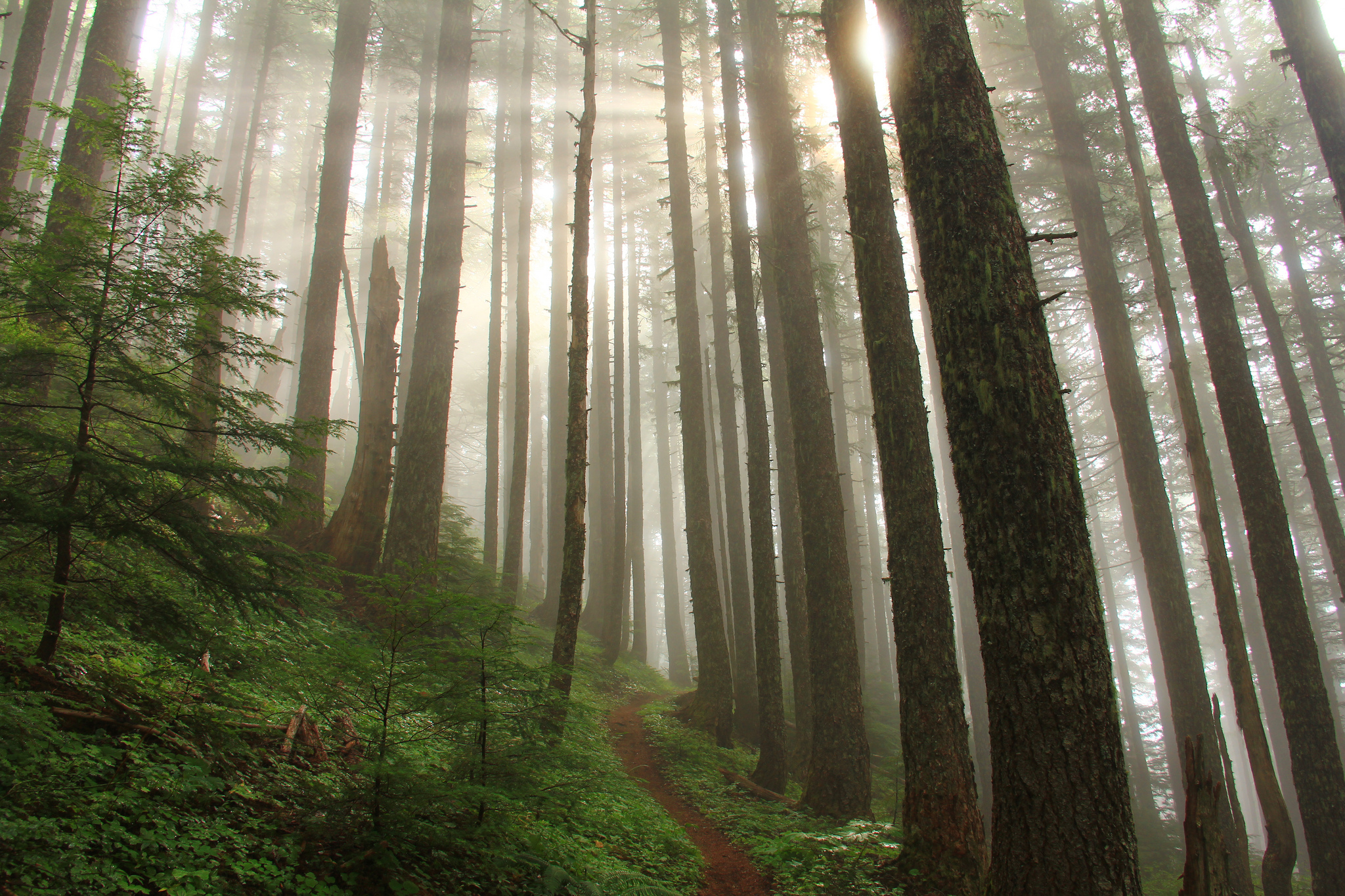 Willamette National Forest, Oregon