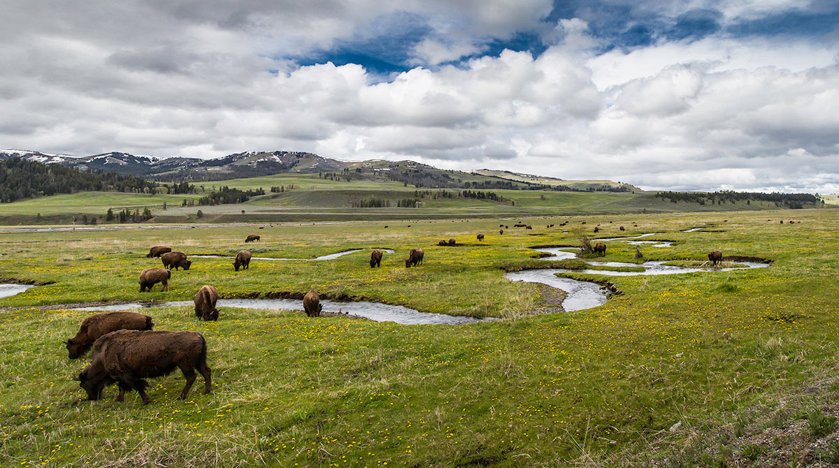 Yellowstone