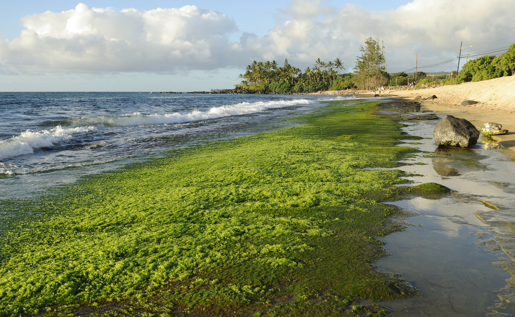 Congressional Algae Caucus