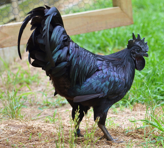 Ayam Cemani Chicken - $2,500 a chicken or $199 a chick