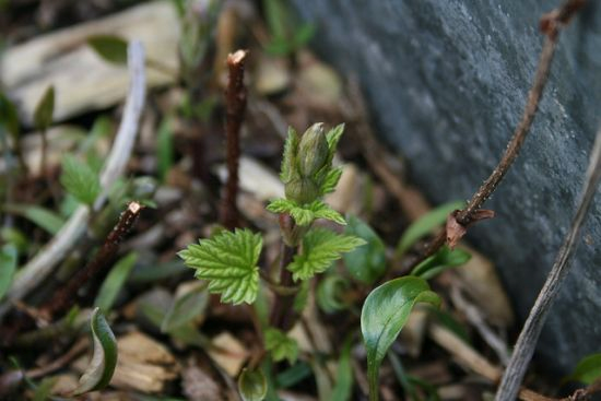 Hop Shoots - $600 a pound