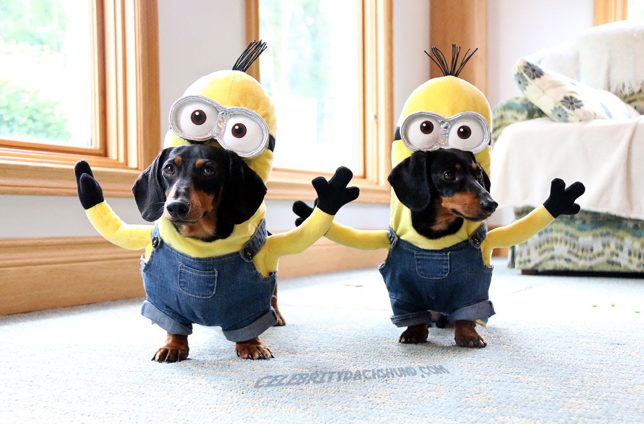 Minion