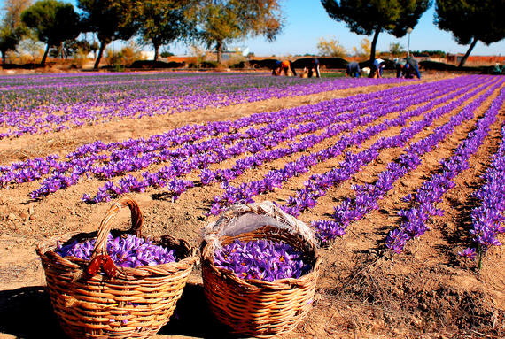 Saffron - $2,000 to $10,000 a pound