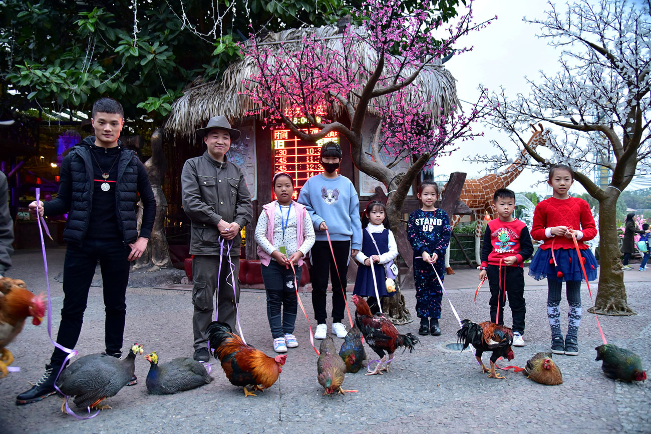 Owners pose with their roosters during a rooster beauty contest ahead of the upcoming Chinese Lunar New Year of Rooster in Shunde