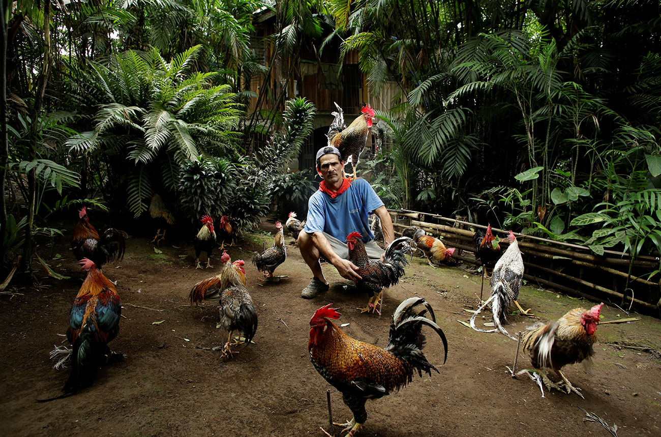 Martin Herrera, 58, poses with his favorite rooster "Paquito" around other roosters in his house in San Jose, Costa Rica