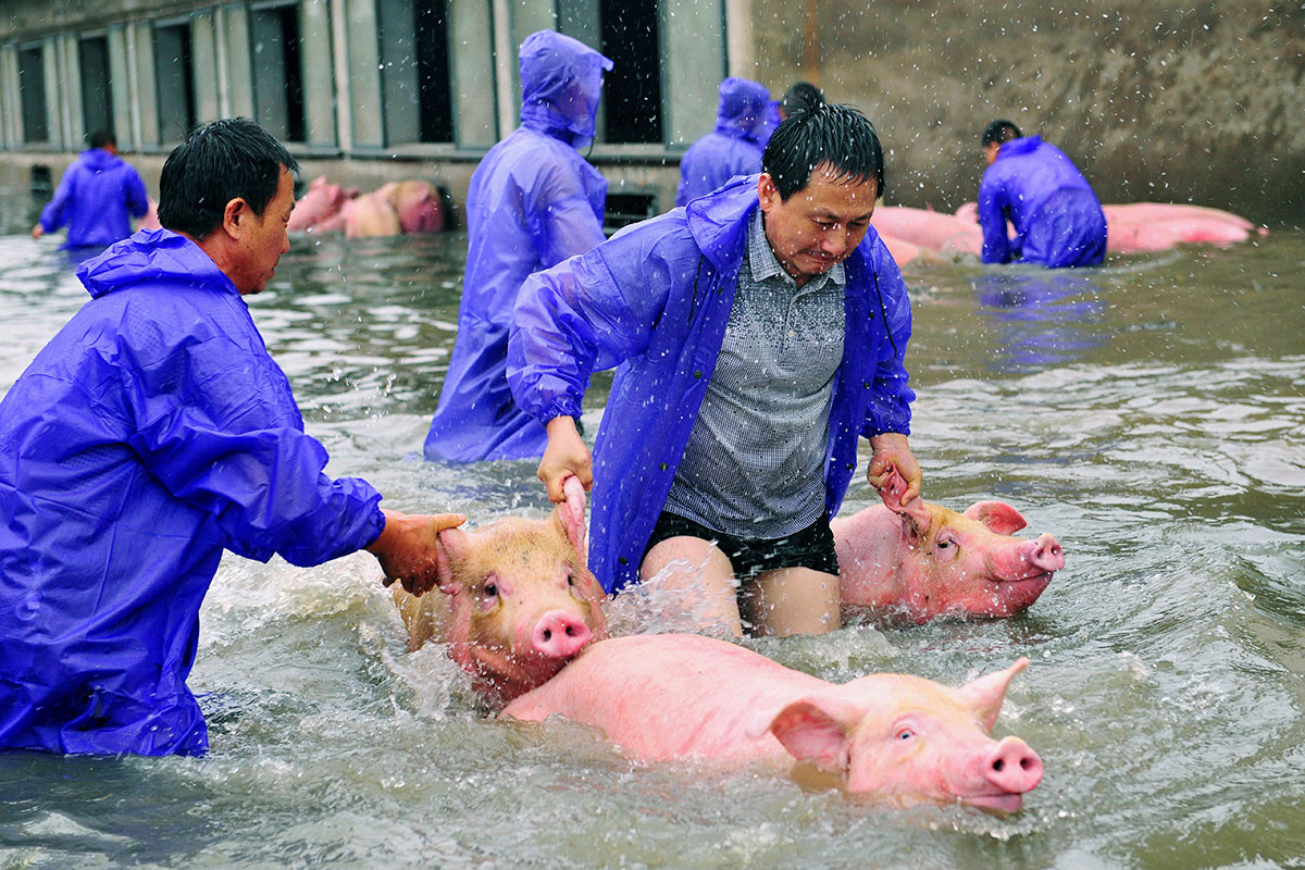 Employees save pigs from a flooded farm in Lu'an