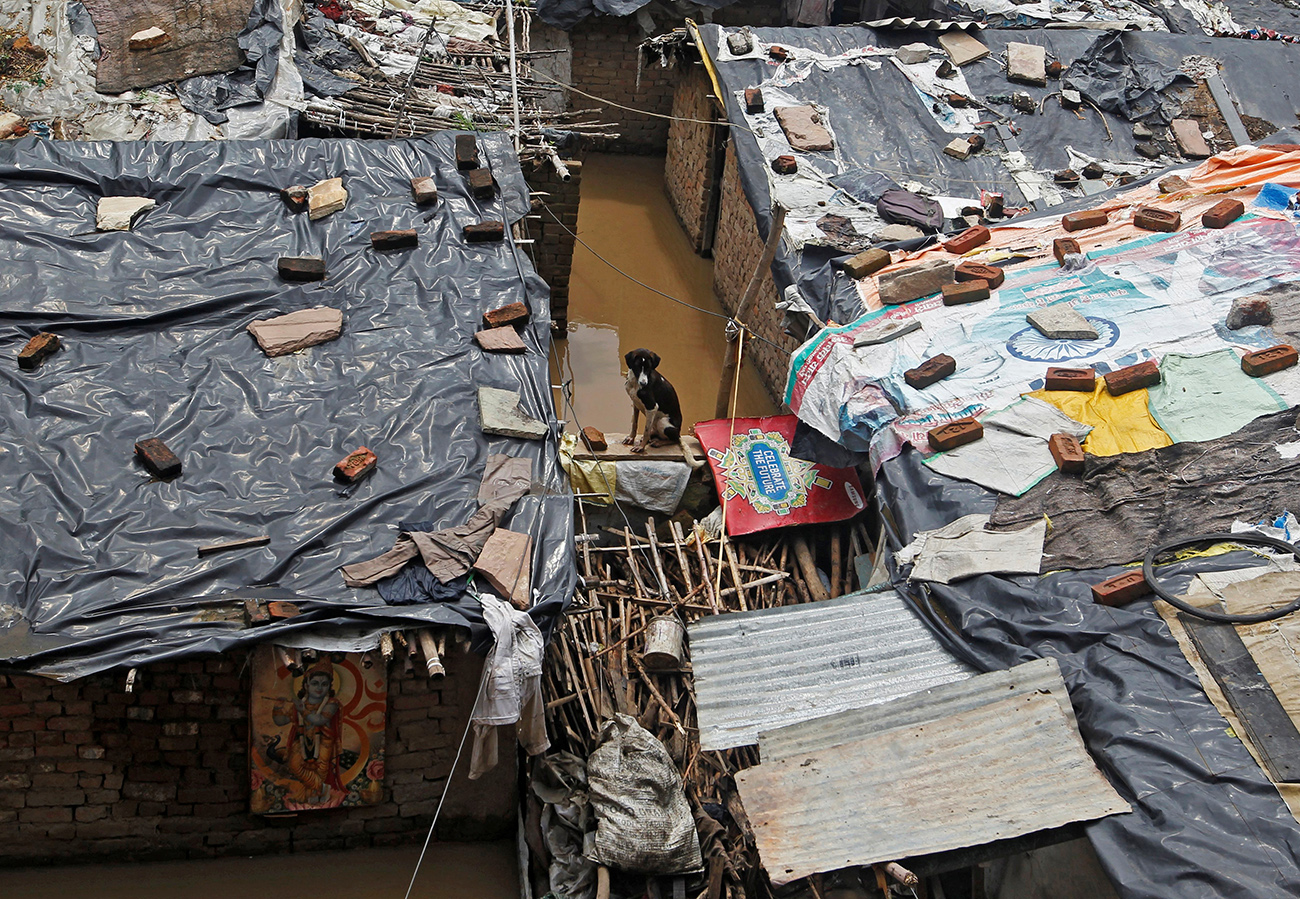 A dog sits on a wall of a house at a slum area on the flooded banks of the river Yamuna in Allahabad