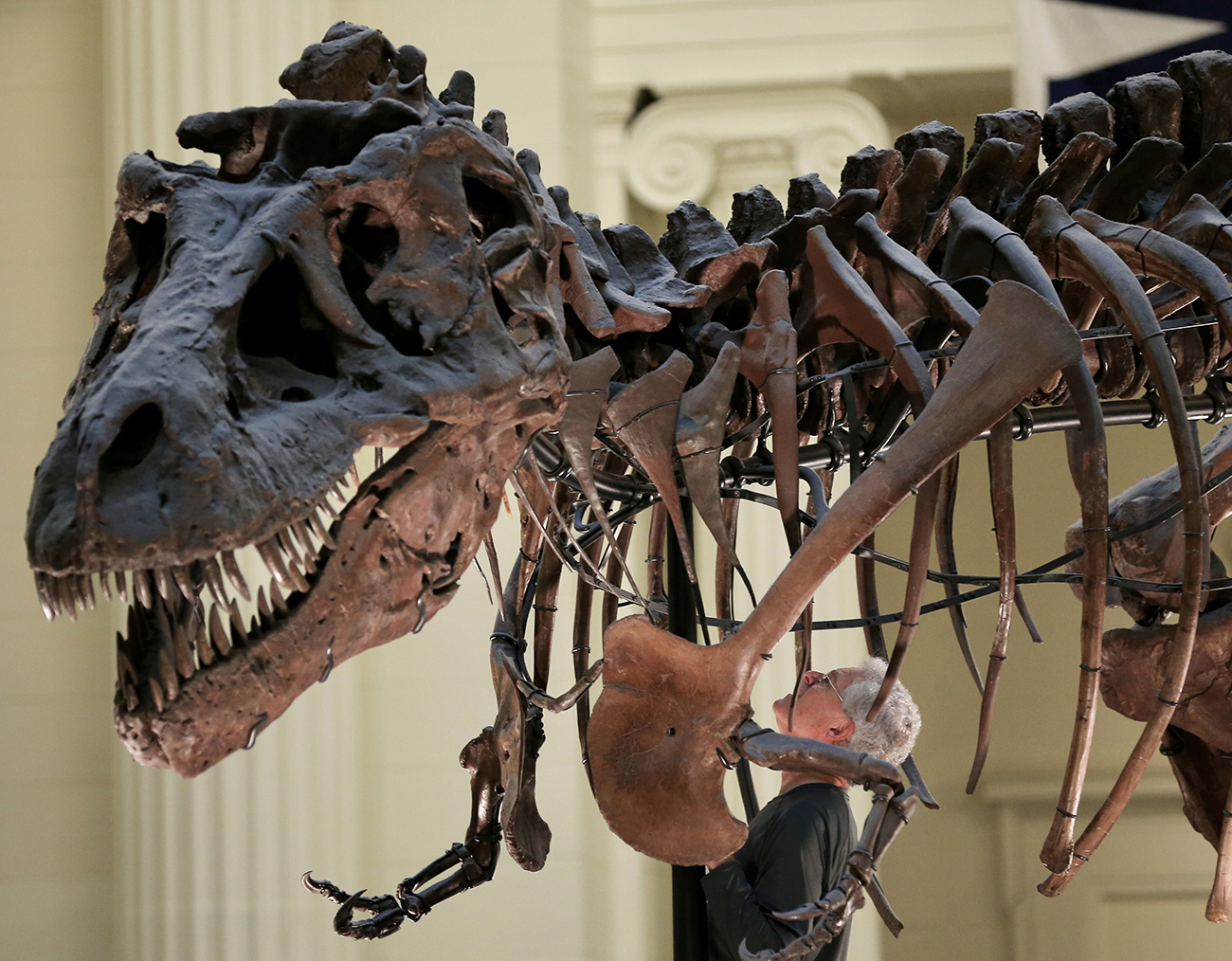 Bill Simpson looks inside a fossil of a Tyrannosaurus rex known as "SUE", before removing its forelimb to be used for research at the Field Museum in Chicago