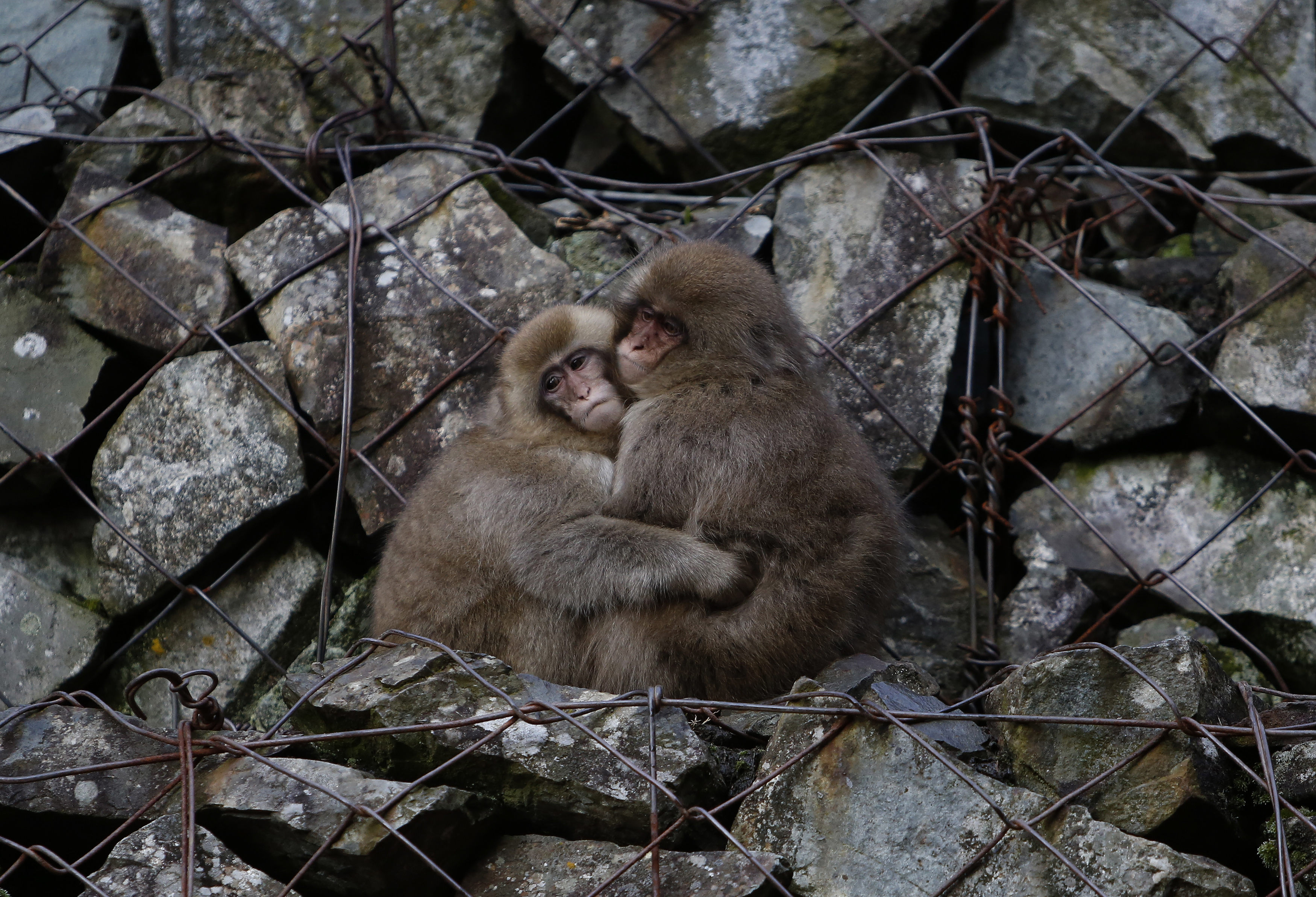 Japanese macaques hold each other while sitting on rocks near a hot spring at a valley in Yamanouchi town