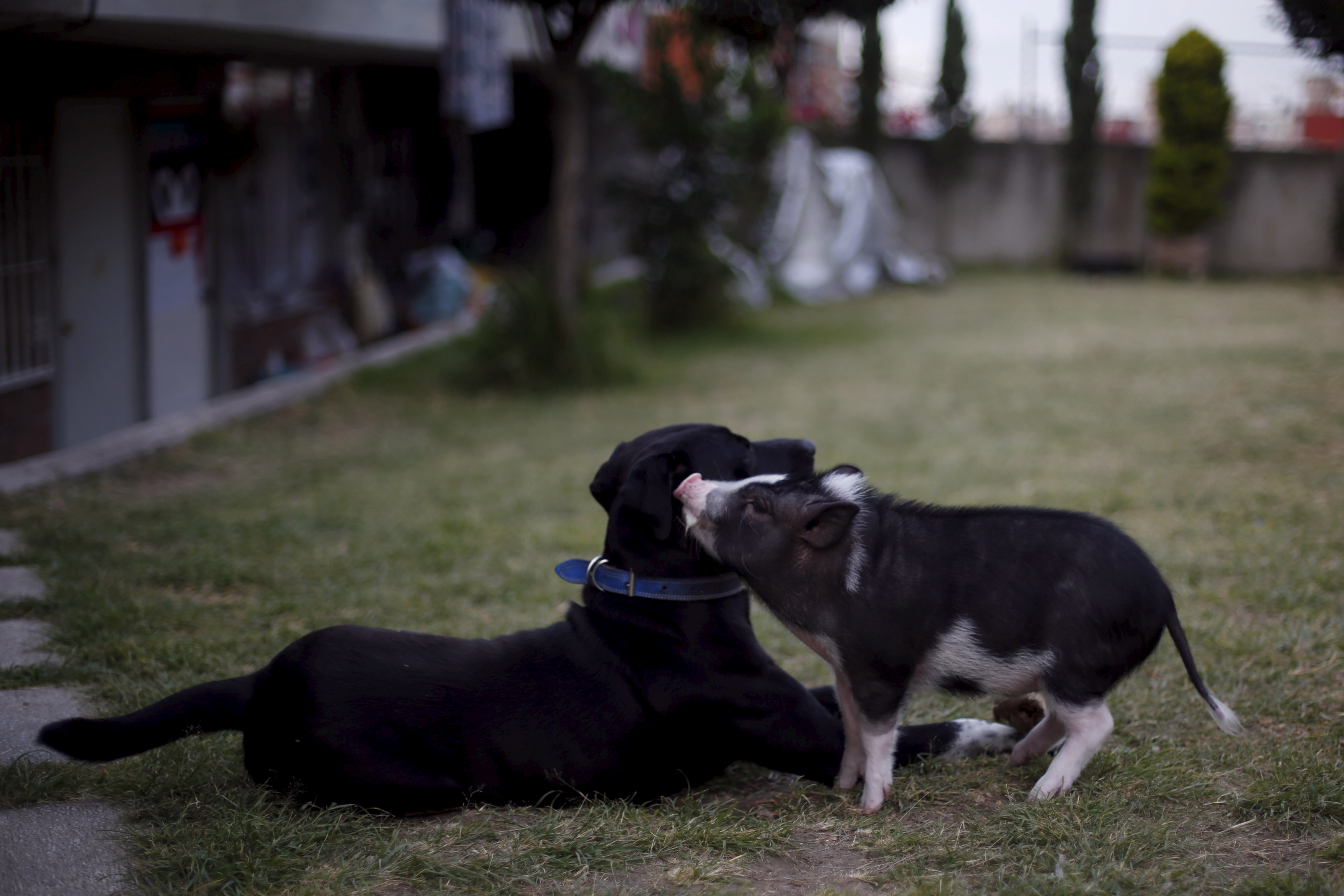 Goyo, an eight-month-old mini pig, plays with a dog in Mexico City