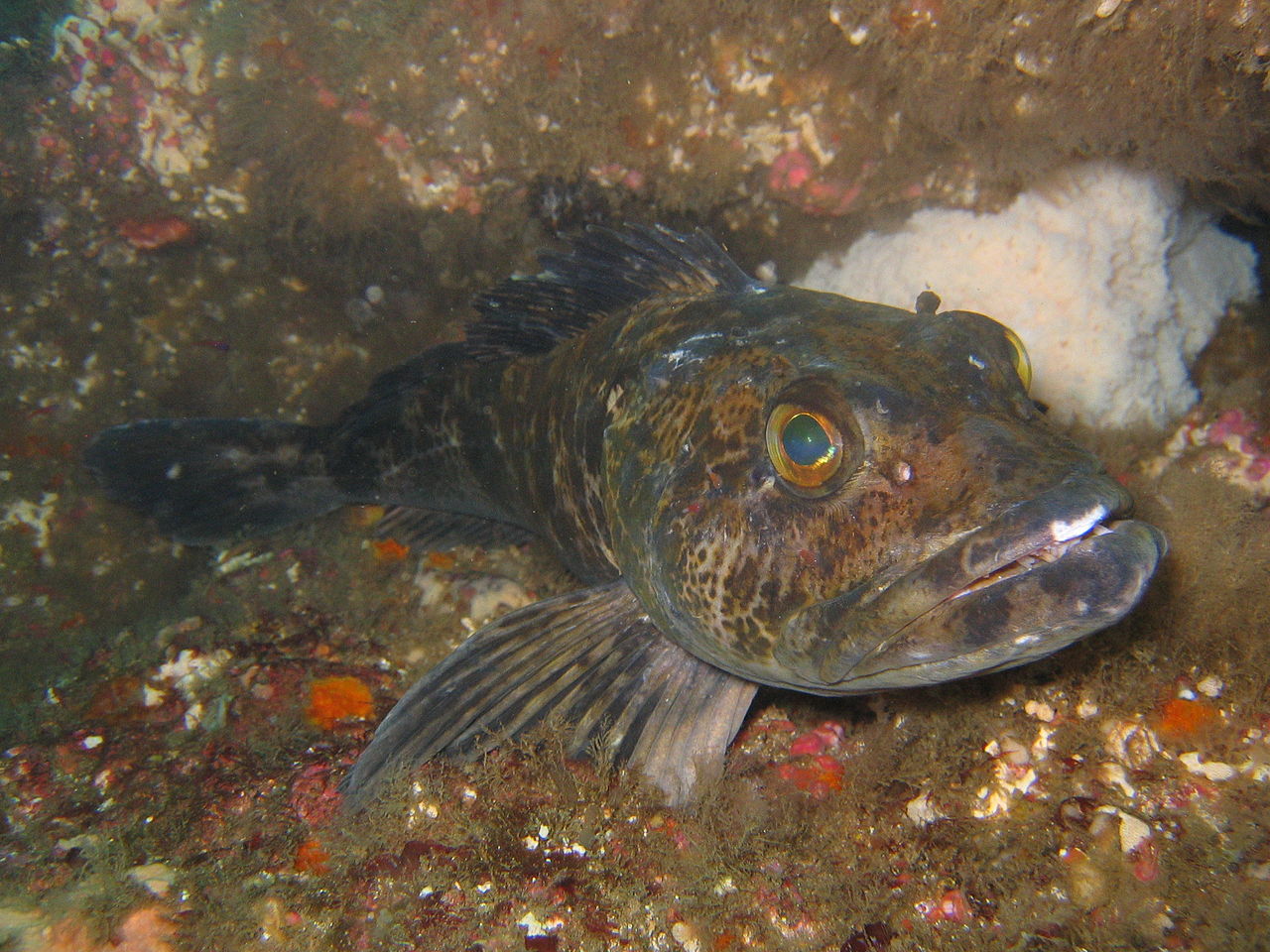 Lingcod