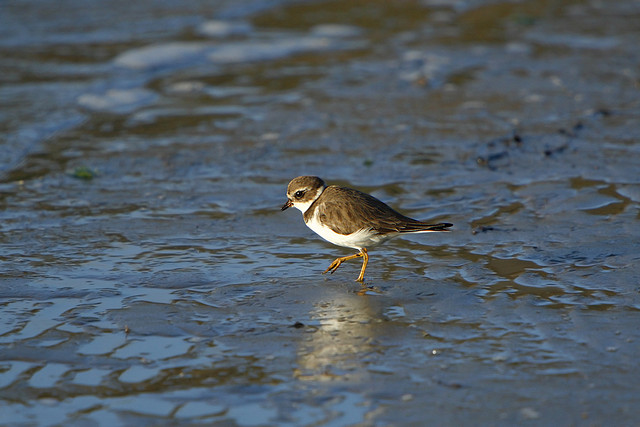 Be a Birder in Alaska