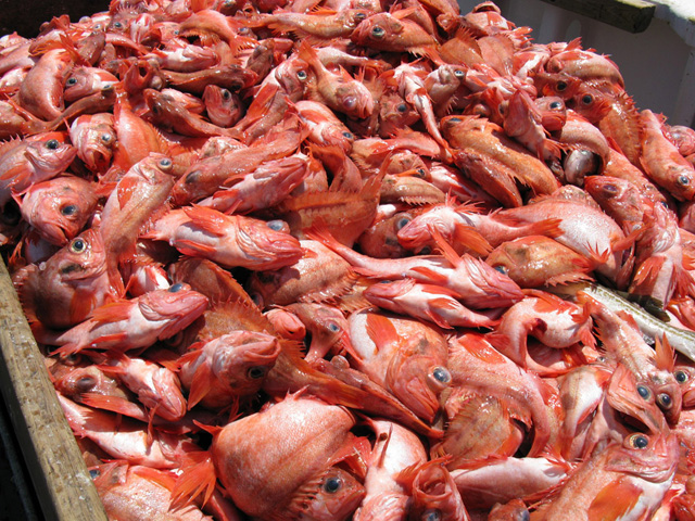 Catch of Acadian redfish