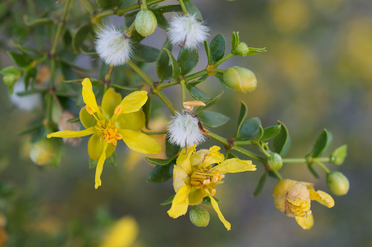 Larrea tridentata