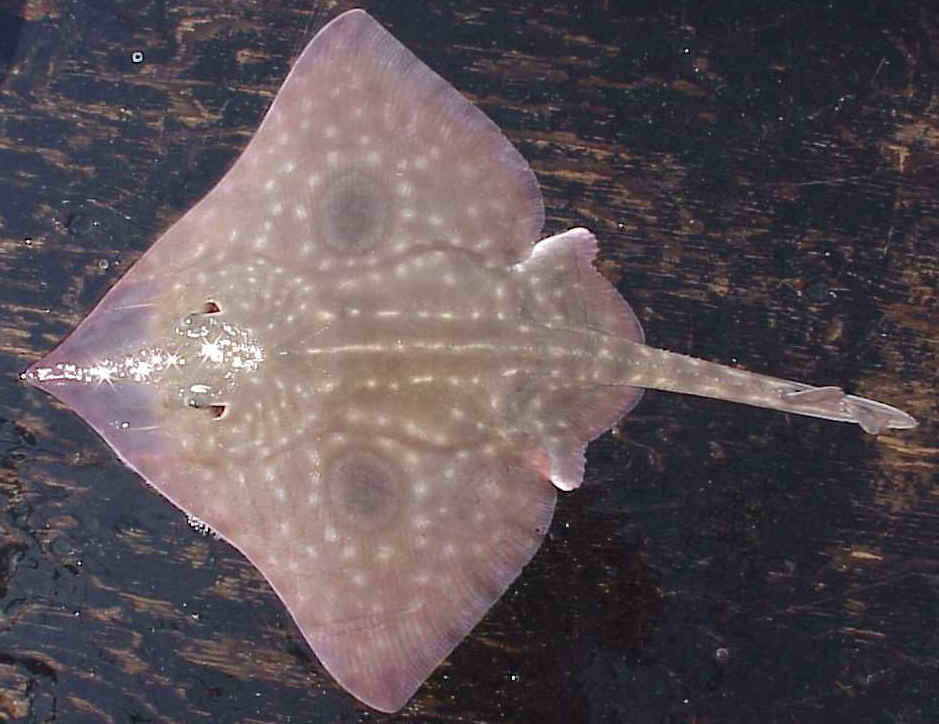 Longnose Skate