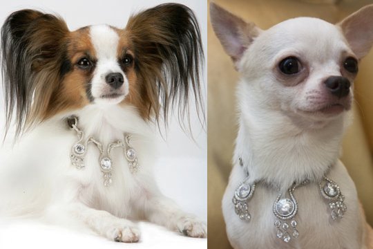 Amour Amour Diamond Dog Collar - $3.2 Million