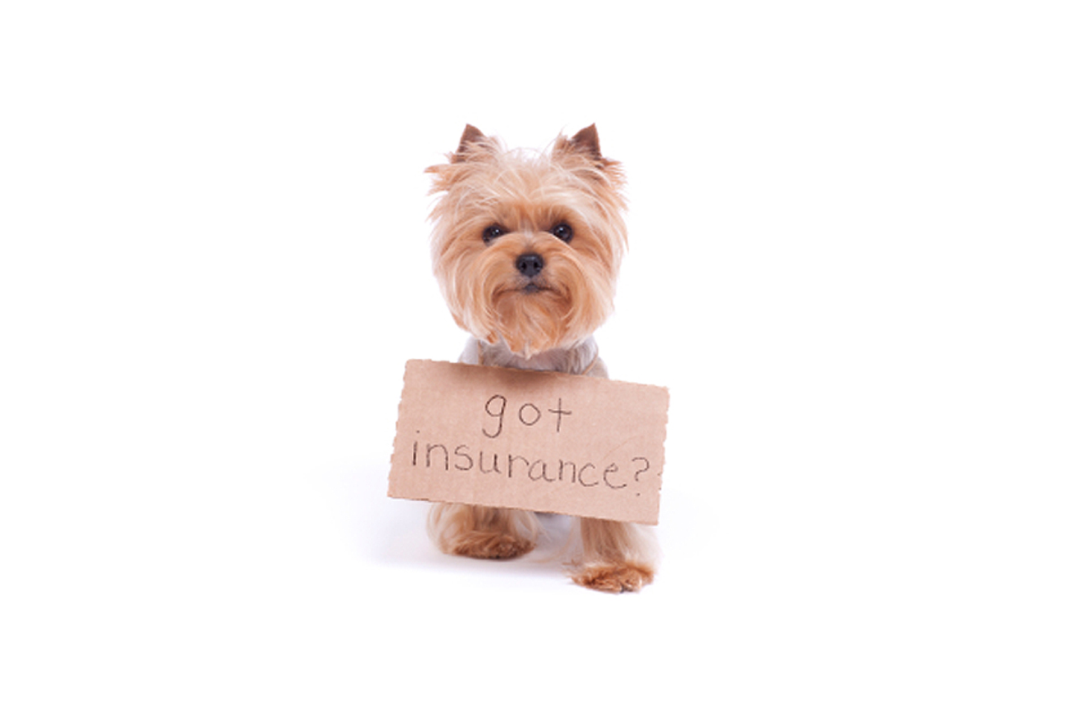 Pet insurance