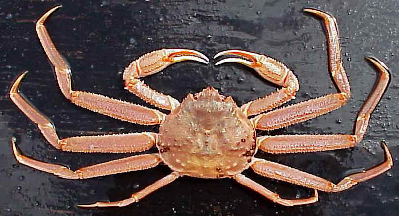 Snowcrab