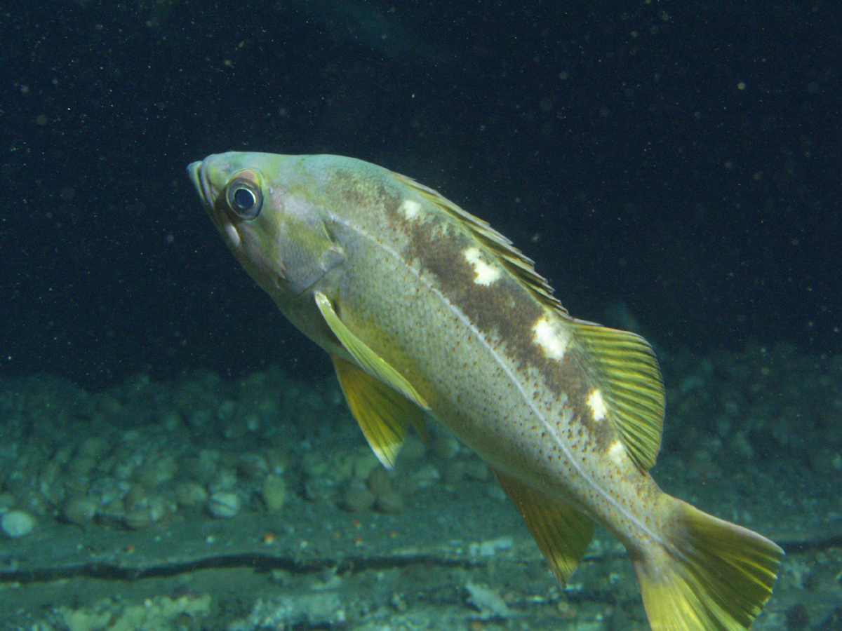 Yellowtail Rockfish