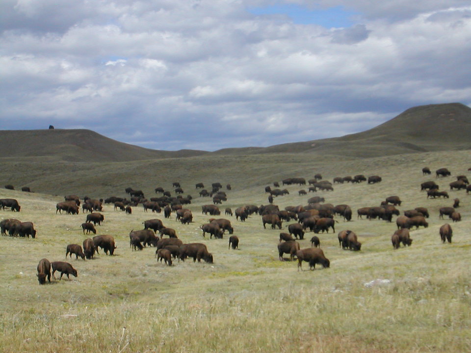 Custer State Park, South Dakota